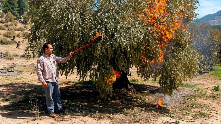 Un agricultor quema olivos afectados por las heladas del pasado invierno en la finca situada en el paraje de “Las Torrecillas”. / Archivo Histórico de Diario JAÉN.
