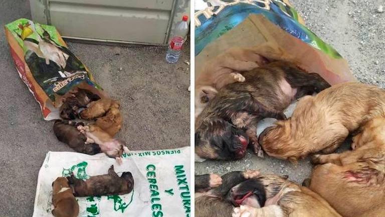 Cachorros de mastín víctimas de la barbarie en Alcalá la Real