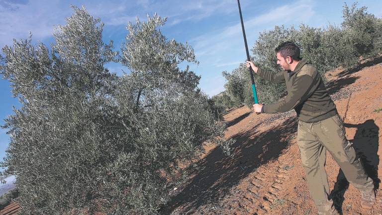 Reinventando el olivar