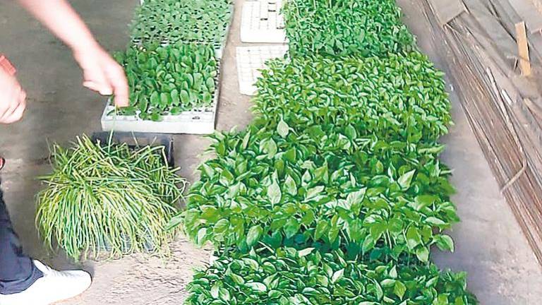 Génave aporta 2.000 plantones a sus vecinos para el autoconsumo