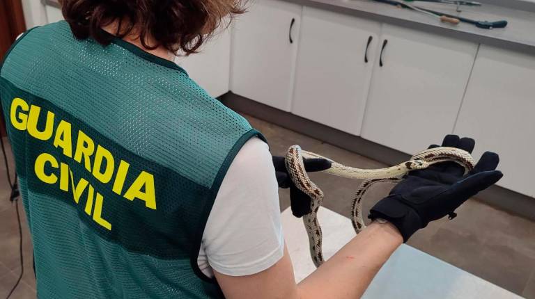 <i>Una de las serpientes intervenidas. / Guardia Civil.</i>