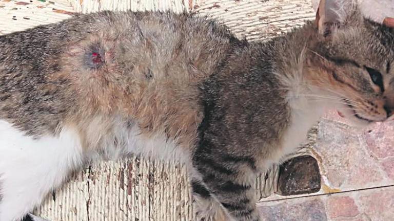 Indignación por la muerte a tiros de una gata en Martos