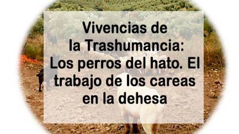 Vivencias de la Trashumancia: Los perros del hato. El trabajo de los careas en la dehesa