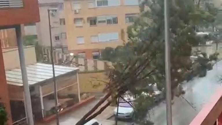 Un árbol cae encima de un coche en la calle Manuel Caballero Venzala