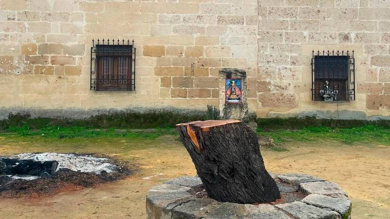 Polémica por la tala de un árbol en Santa Ana