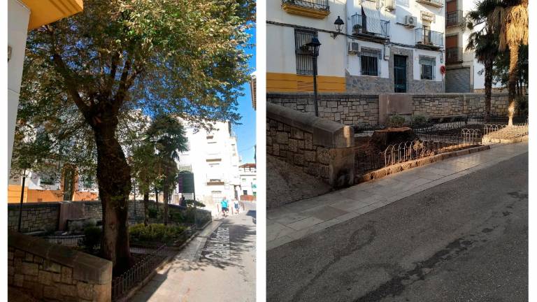 Ecologistas critica al Ayuntamiento por la tala de un olmo sexagenenario en el casco antiguo