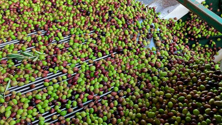 Ligera bajada del precio del aceite