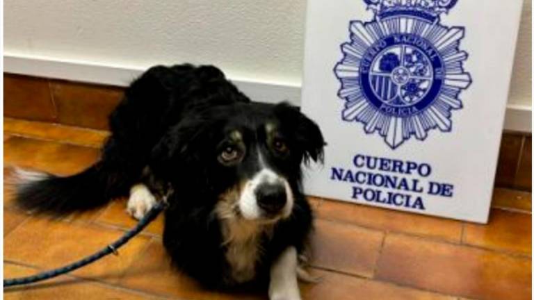 Un perro vuelve a sus dueños tras ser robado por un hombre en Zaragoza
