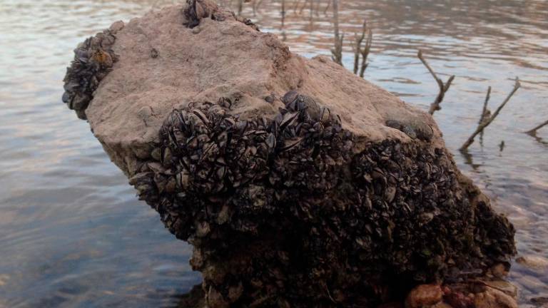 Primeras medidas para frenar la invasión de mejillones cebra