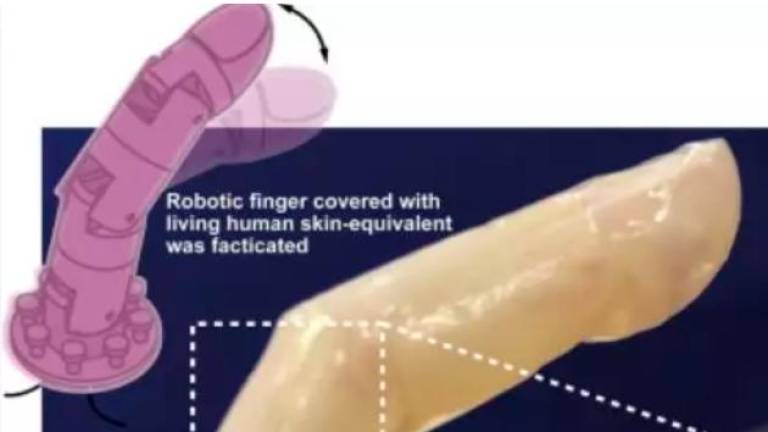 Interés por la piel humana viva aplicable a robots
