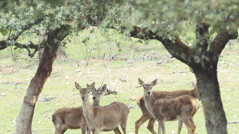 El furtivismo, en el punto de mira de la Guardia Civil