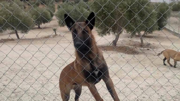 Piden ayuda para encontrar a dos perros