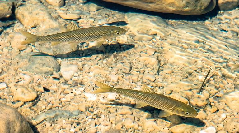 <i><b>RÍO BOROSA</b></i><i>. Truchas en aguas maravillosas cristalinas,</i>
