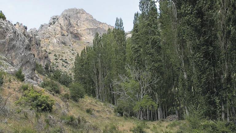 La ayuda forestal, en trámites