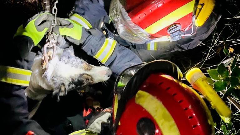 Bomberos de Jaén rescatan un perro atrapado en una parcela