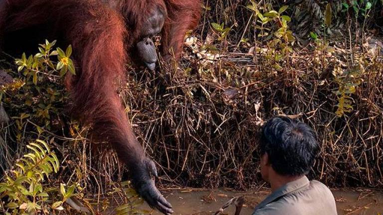 Un fotógrafo captura el momento en que un orangután tiende su mano para sacar del río a un guarda forestal en Borneo