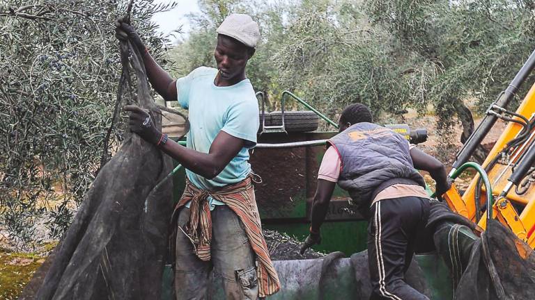 Inmigrantes: ¿Ayuda o problema agrícola?