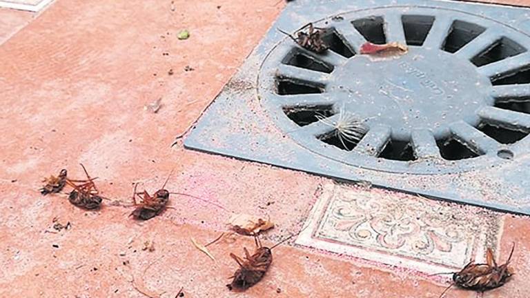 Plagas de cucarachas perseveran en el barrio de Belén y San Roque