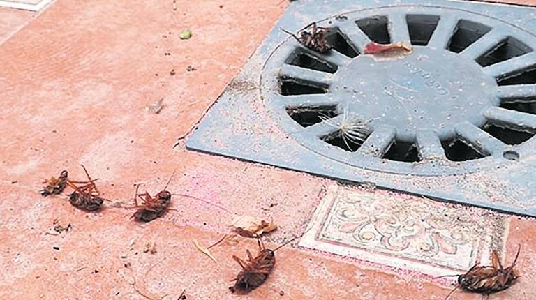 <i>Fotografía de varias cucarachas muertas en una vivienda por la plaga.</i>
