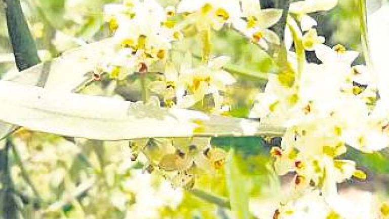 Mayo inicia con el incremento de polen en gramíneas y olivos