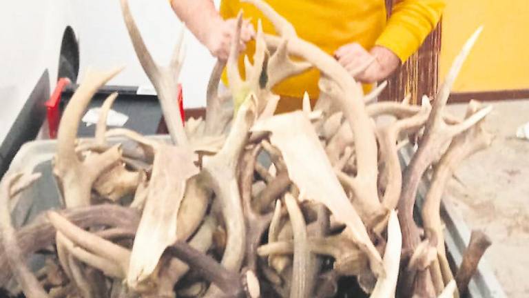 Recupera los 120 kilos de astas de ciervo tras ser denunciado por error
