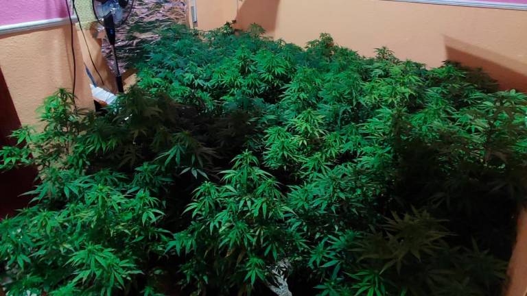 Localizado un invernadero de marihuana en Torredelcampo