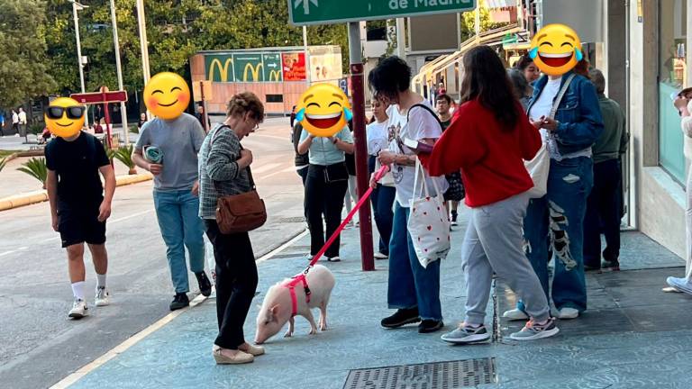 El cerdo que causa sensación por las calles de Jaén