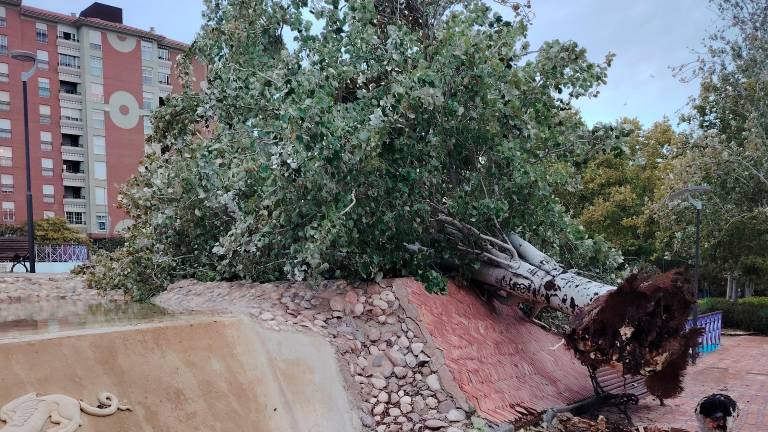 Un árbol de 25 años cae en el Bulevar tras los primeros vientos