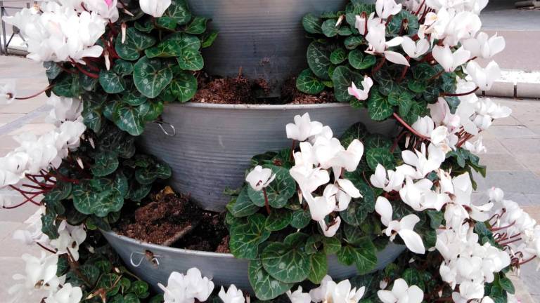 Las flores de Navidad que decoran la capital, robadas en apenas unos días