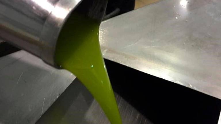 “Buenas salidas” de aceite de oliva en julio, con 154.400 toneladas
