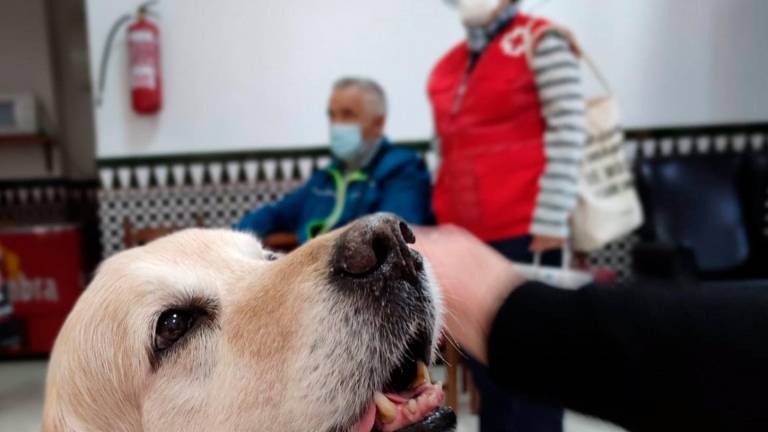 Intervención asistida con perros a personas mayores