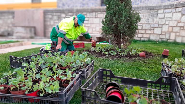 El Ayuntamiento inicia la plantación 20.000 flores del Vivero de Vaciacostales