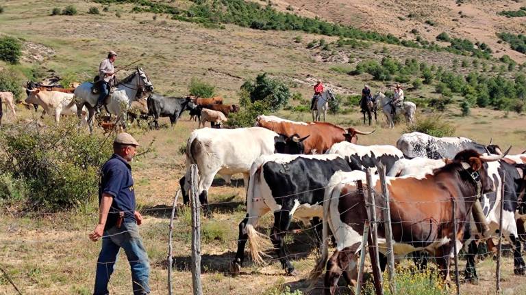 La Ganadería Hermanos Chinchilla pone fin a su camino trashumante