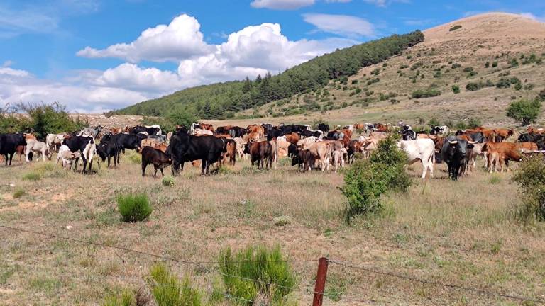 La Ganadería Hermanos Chinchilla pone fin a su camino trashumante
