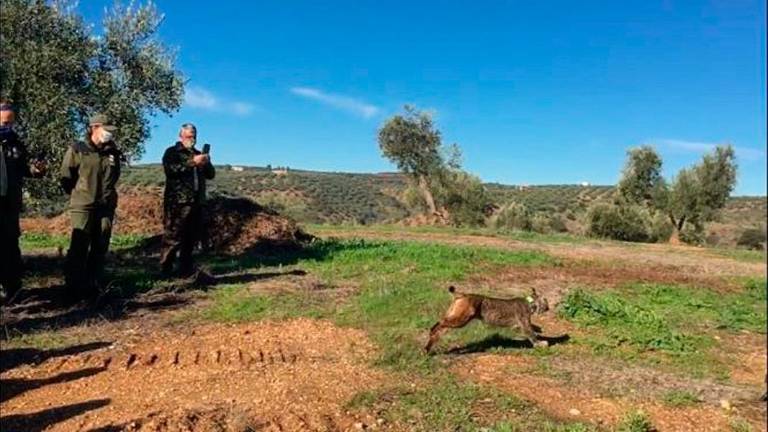 Liberan un lince ibérico criado en cautividad en Santa Elena
