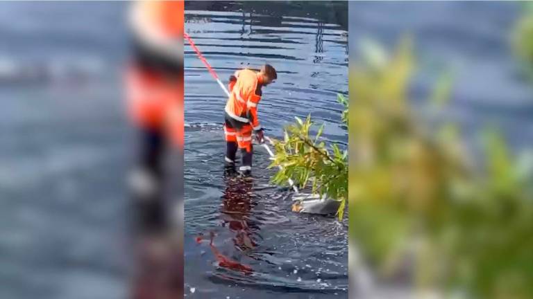 Angustioso rescate de un zorro atrapado en una balsa en Santa Ana