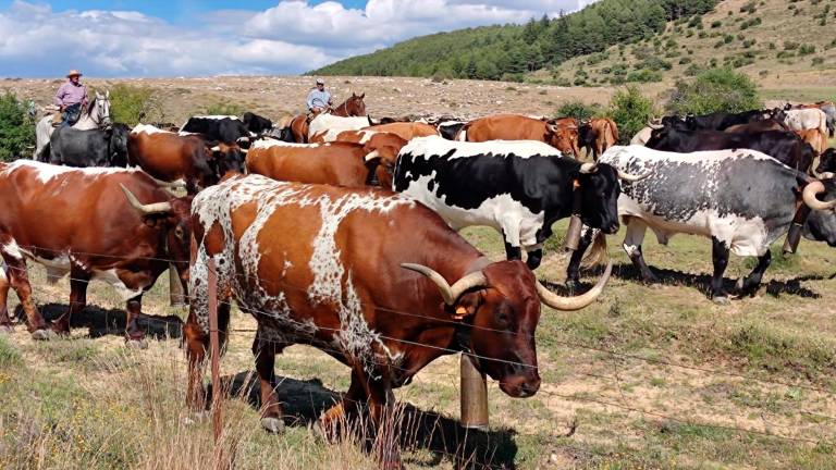 La Ganadería Hermanos Chinchilla pone fin a su camino trashumante