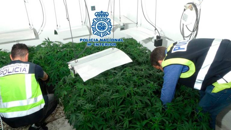 Segundo golpe policial en tres días al cultivo de marihuana