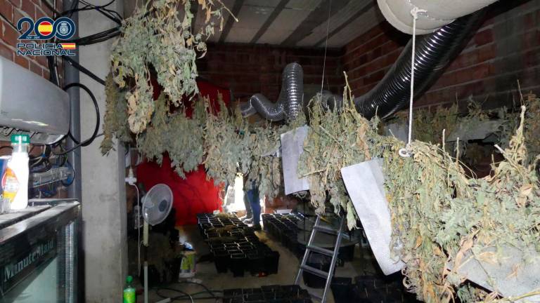 Detenido en Andújar con 650 plantas de marihuana listas para vender en la romería de La Morenita