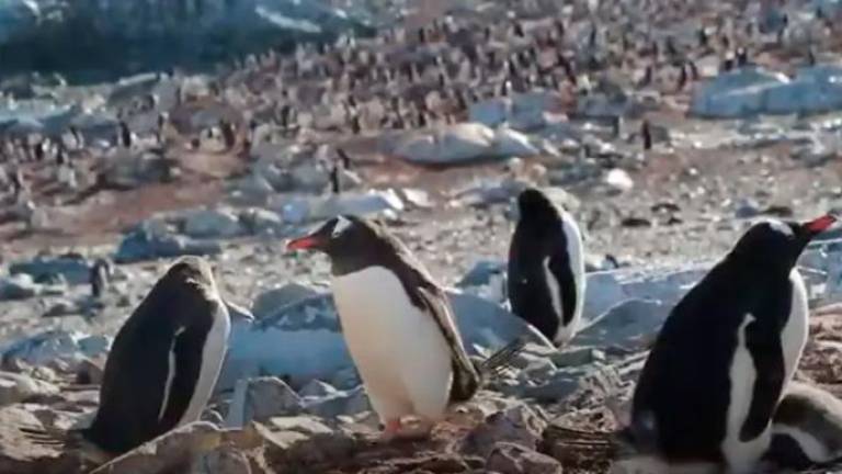 El deshielo favorece a especies invasoras en La Antártida
