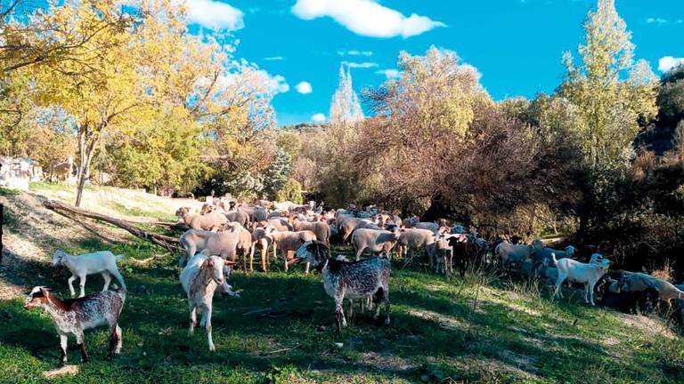 La Junta financiará por completo la vacunación contra la lengua azul
