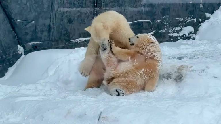 La nieve desata la euforia de dos osos polares en Hungría