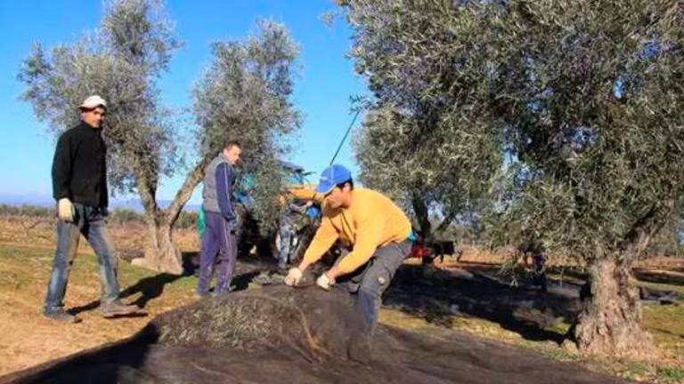 La campaña de aceituna ronda ya el 70% y se prevé su final en febrero