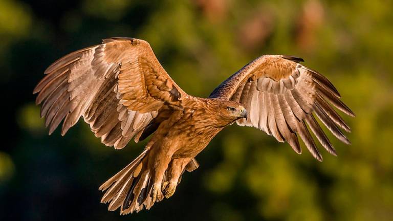 El águila imperial ibérica reina en Andalucía