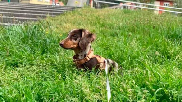 Un perro, paseando en un parque. / Europa Press.