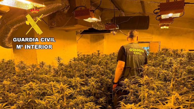 Desmantelado un cultivo de marihuana en Alcalá la Real con más de 400 plantas