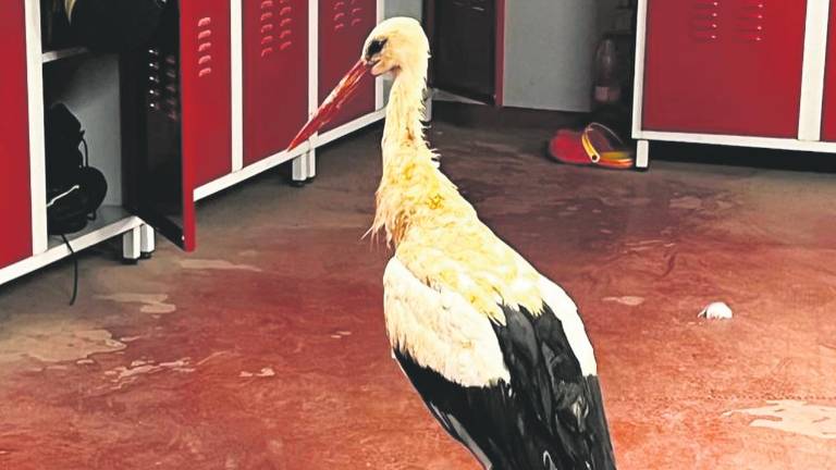 Rescate de una cigüeña que se encontraba en un pozo en Linares