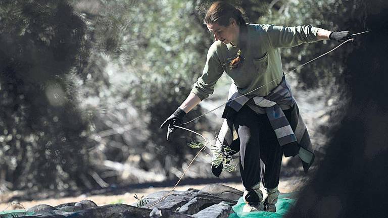 La bajada del paro en Jaén vuelve a “descansar” en la agricultura