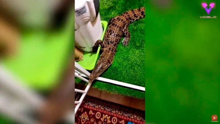 El joven que convive con decenas de reptiles en su casa