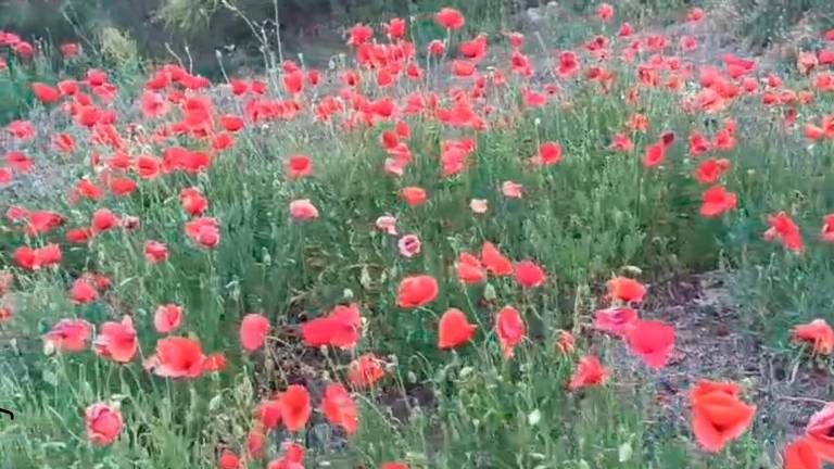 La primavera se resiste a despedirse de Sierra Mágina